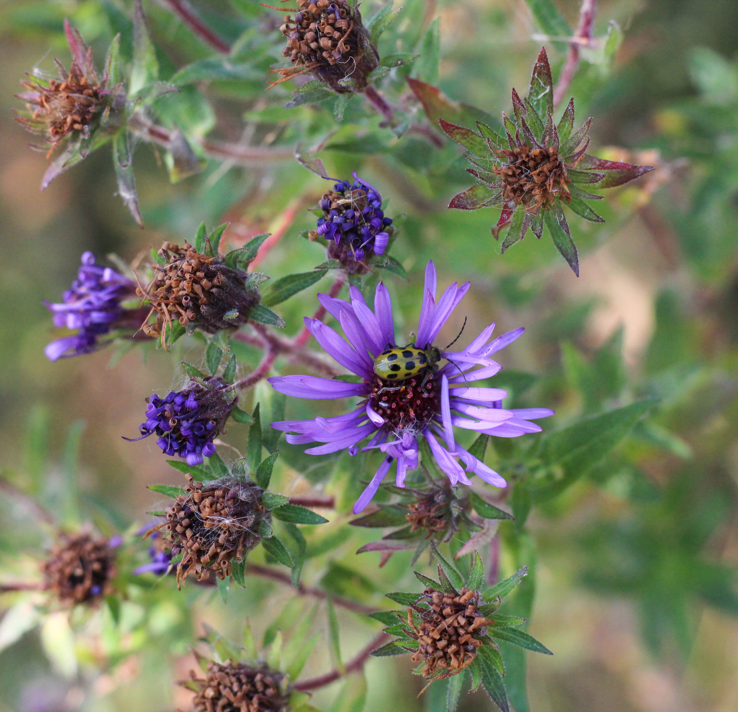 Photograph of a bug on a purple flower.