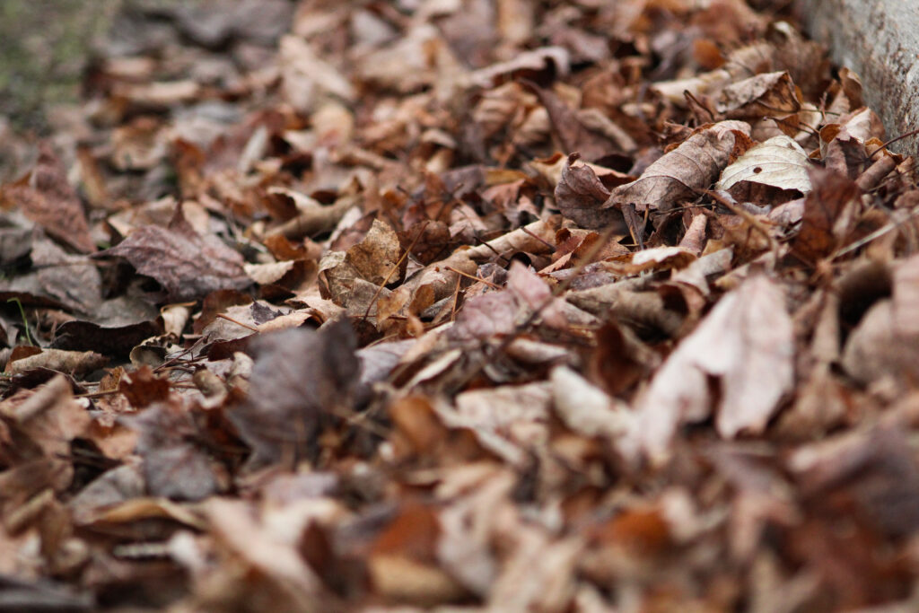 Photograph of leaves.